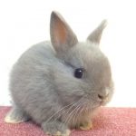 【世界一小さいウサギ】体重たったの0.8kg!? 　可愛すぎる！　世界最小のうさぎ　【ネザーランド・ドワーフ】